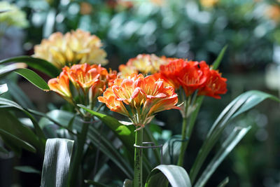 Close-up of pink flowering plants