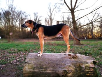 Side view of dog standing on land