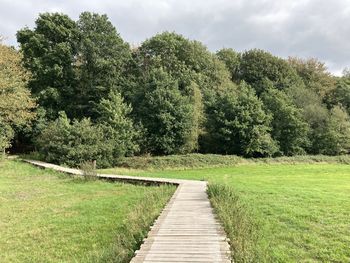 Footpath amidst trees against sky