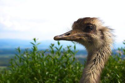 Close-up of a bird looking away