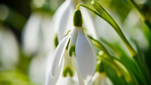 Close-up of white flowers