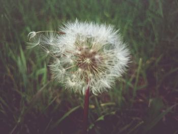 Close-up of white dandelion