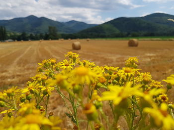 Yellow flowers growing on field