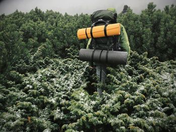 Rear view of person standing by tree in forest