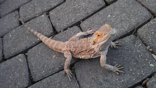 High angle view of lizard on ground