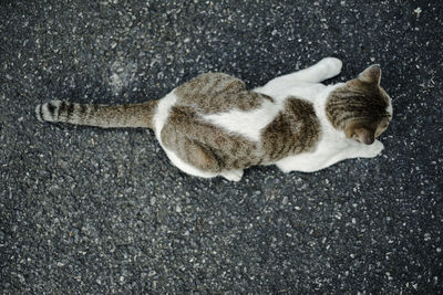 High angle view of cat sleeping on street