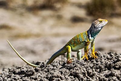 Close-up of a lizard on rock