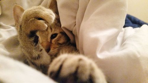 Close-up of cat sleeping on bed