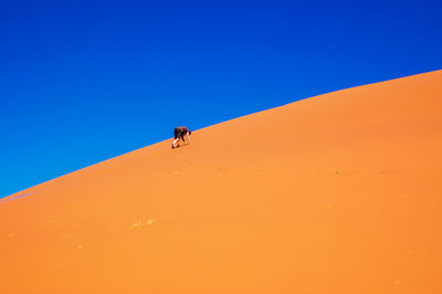 Man walking on sand dune against clear blue sky at desert