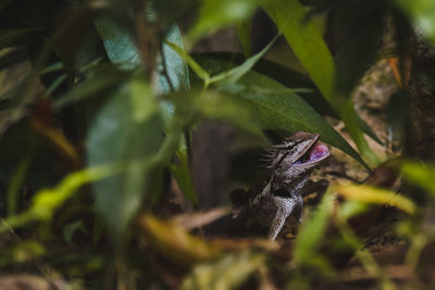 Close-up of spider on plant