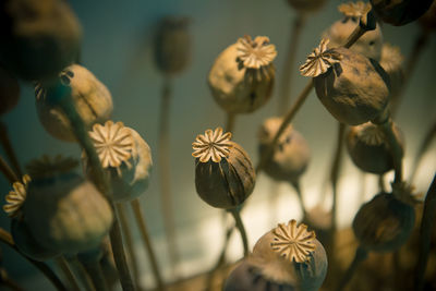 Close-up of flowering plants