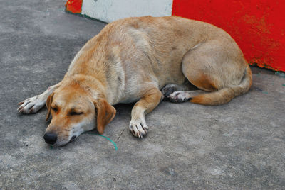 High angle view of dog sleeping on footpath