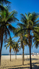 Palm trees on beach against sky