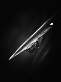 Close-up of leaf at black background