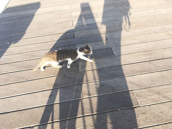 High angle view of cat shadow on footpath