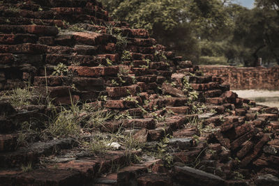 Stack of logs on field in forest