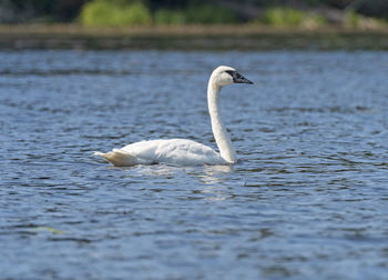 Swan swimming in lake