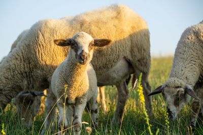 Close-up of sheep on field