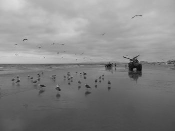 Seagulls flying over sea against sky