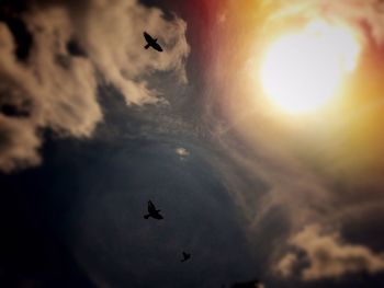 Low angle view of bird flying in sky at sunset