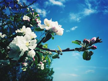 Low angle view of cherry blossoms against sky