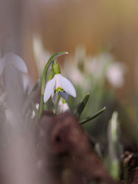 Close-up of white flowering plant