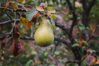 Close-up of fruit growing on tree