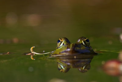 Close-up of frog swimming in sea