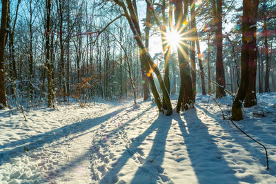 A snowy path in the forest and the glare of the sun between the trees, borek, chelm, poland