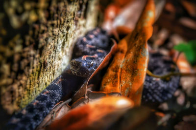 Close-up of plant against blurred background