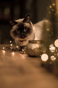 Close-up of cat on illuminated christmas lights