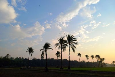 Palm trees on beach against sky during sunset
