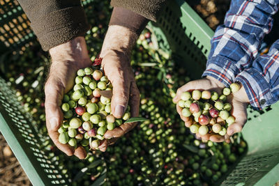 Hands of senior man and boy holding olives