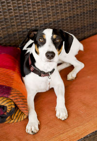 Portrait of dog relaxing on sofa at home