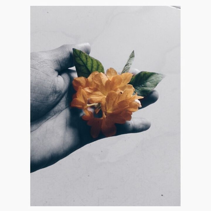 flower, transfer print, indoors, petal, freshness, fragility, auto post production filter, flower head, person, yellow, holding, close-up, part of, high angle view, single flower, studio shot, vase