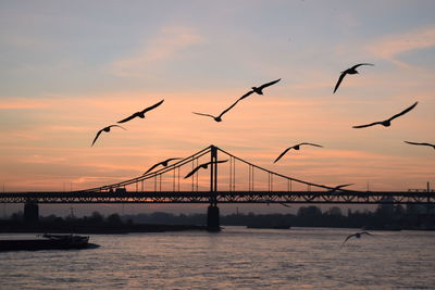 Silhouette birds flying over bridge against sky during sunset