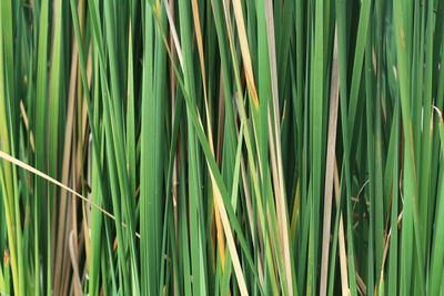 Full frame shot of bamboo plants