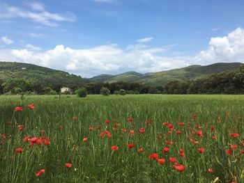 Scenic view of poppy field against sky