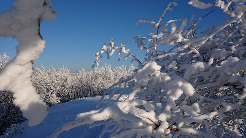 Snow covered trees against blue sky