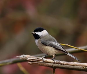 Close-up of bird perching outdoors