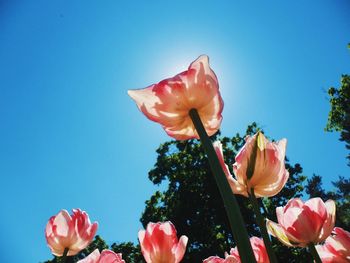 Low angle view of pink rose against blue sky