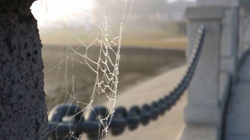 Close-up of spider web