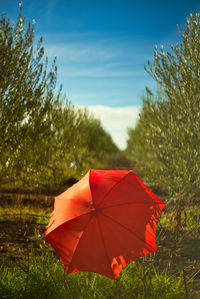 Close-up of red umbrella on field against sky