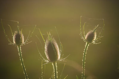 Close-up of dandelion on plant