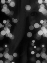 Defocused image of lights at night