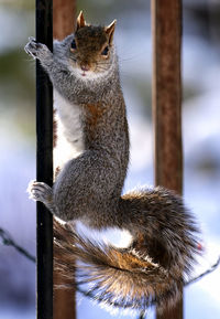 A squirrel clings to the deck post in the snow