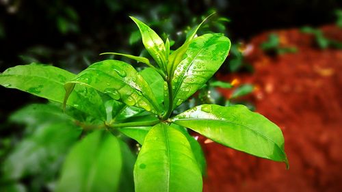 Close-up of plant growing outdoors