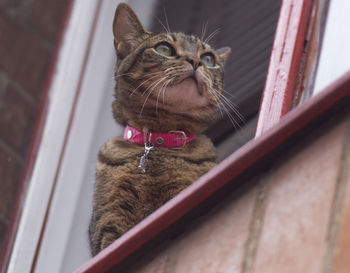 Close-up of a cat looking away