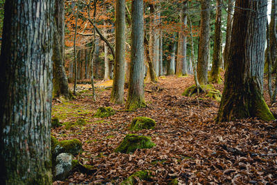 Trees in forest during autumn