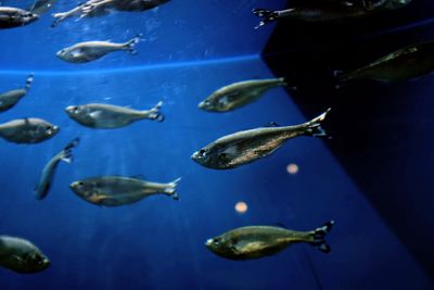 View of fish swimming in aquarium